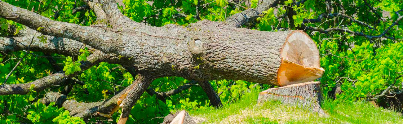Abattage d'Arbres à Saint-Thibault-de-vignes (77400) – Ciel Élagage, Votre Spécialiste en Sécurité et Efficacité