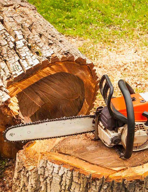 Services Professionnels d'Abattage d'Arbres en Seine-et-Marne (77) – Sécurisez Votre Environnement avec Ciel Élagage