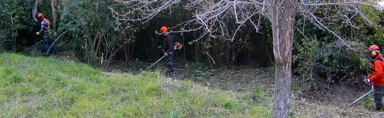 Débroussaillage Professionnel à Saint-Thibault-de-vignes (77400) – Ciel Élagage, Votre Spécialiste en Entretien d'Espaces Verts