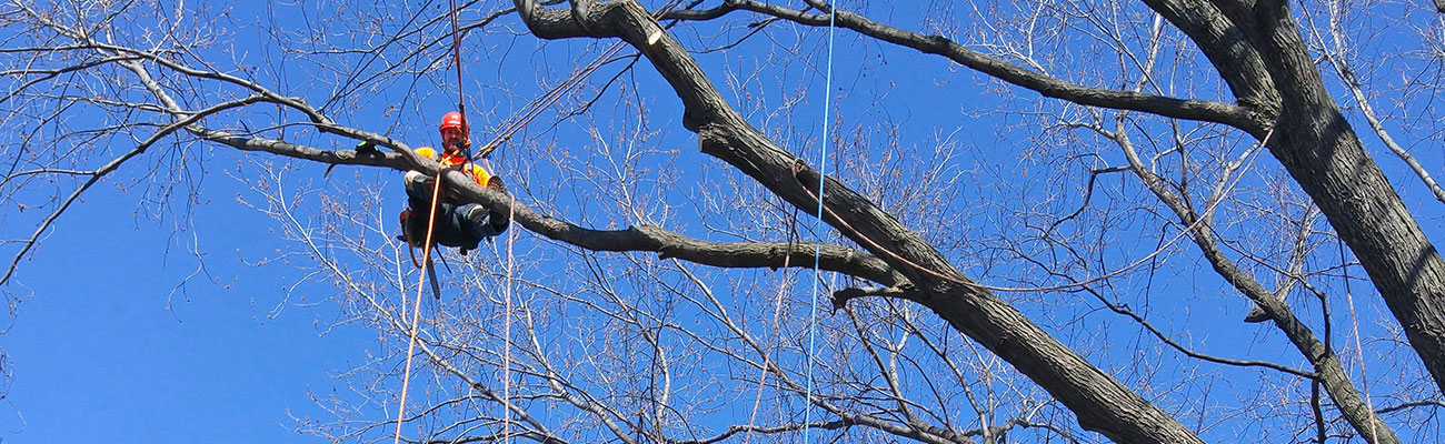 Élagage d'Arbres à Saint-Thibault-de-vignes (77400) – Ciel Élagage, Votre Spécialiste en Entretien Arboricole en Seine-et-Marne