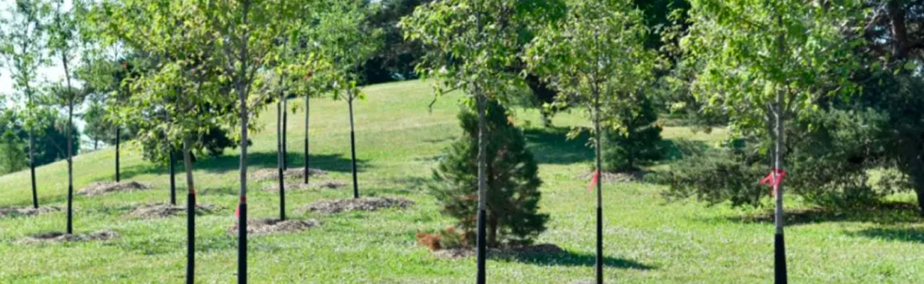 Plantation d'Arbres à Meaux (77) – Ciel Élagage, Expert en Aménagement Paysager en Seine-et-Marne