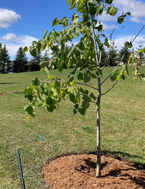 Services de Plantation d'Arbres en Seine-et-Marne (77) – Choisissez des Essences Adaptées à Votre Jardin
