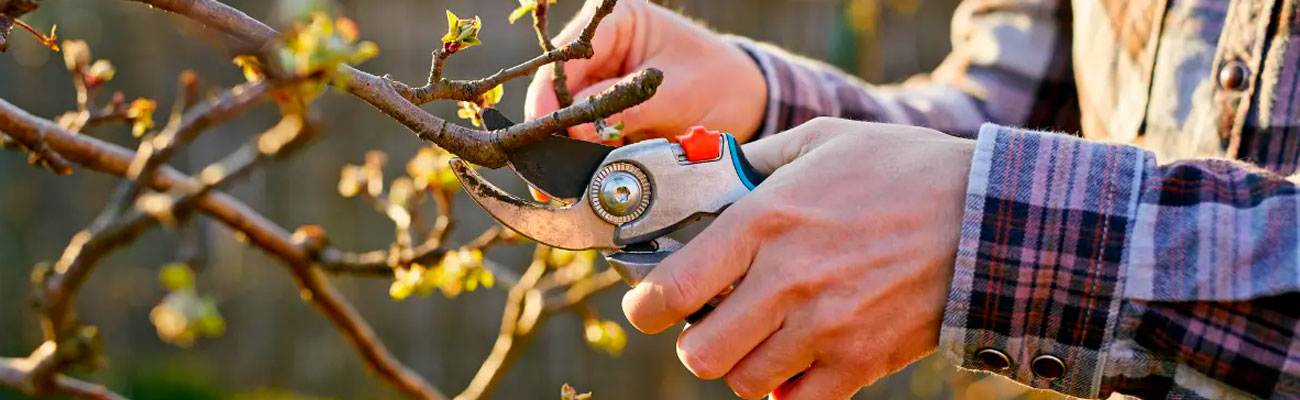 Taille d'Arbres Fruitiersà Saint-Thibault-de-vignes (77400) - Ciel Élagage, Expert en Arboriculture en Seine-et-Marne