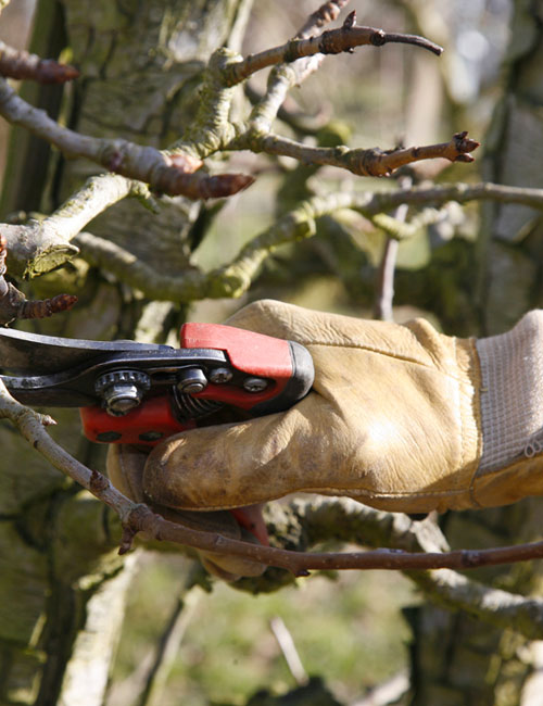 Taille Professionnelle d'Arbres Fruitiers en Seine-et-Marne (77) – Services Experts à Meaux