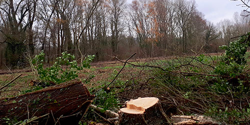 Abattage d’Arbresà Saint-Thibault-de-vignes (77400) en Seine-et-Marne(77)