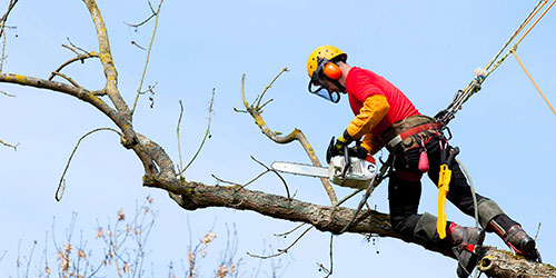 Élagage d'arbresà Saint-Thibault-de-vignes (77400) en Seine-et-Marne(77)